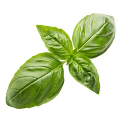 Fototapeta premium Fresh basil leaf isolated on a transparent background