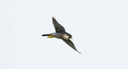 Majestic Peregrine Falcon in Flight Soaring Against a Clear Sky