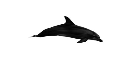 Majestic Black Dolphin Leaping Ocean Wildlife Aquatic Mammal Marine Animal Isolated White Background