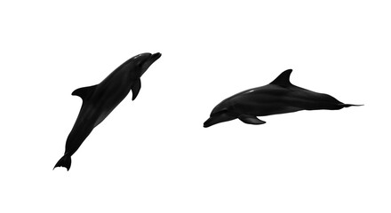 Obraz premium Two Bottlenose Dolphins Leaping Isolated on White Background Marine Wildlife Ocean Mammals