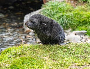 Fur Seal pups photographed in Grytviken, South Georgia