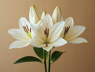 White lilies blooming, studio background