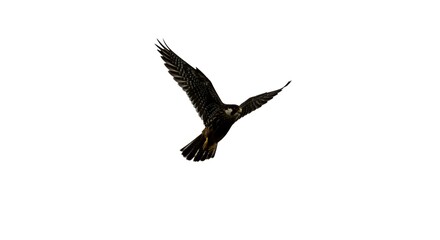 Fototapeta premium Majestic Black Falcon in Flight Soaring Raptor Bird of Prey Isolated on White Background