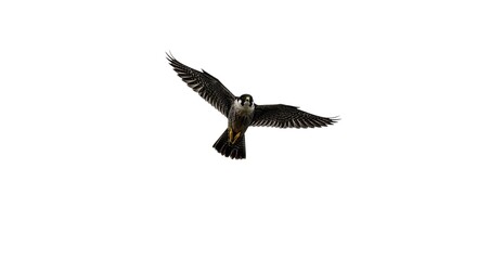 Obraz premium Majestic Peregrine Falcon in Flight Wings Spread Wide Isolated on White Background