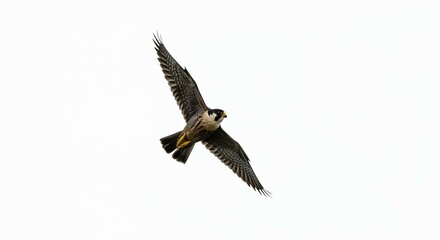 Fototapeta premium Majestic Peregrine Falcon in Flight Wings Spread Wide Against Clear Sky