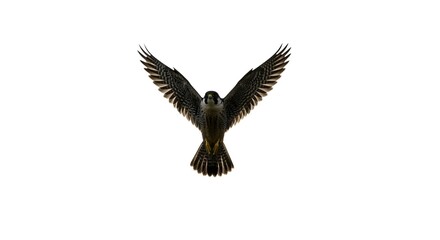 Obraz premium Majestic Peregrine Falcon in Flight Wings Spread Wide Isolated on White Background