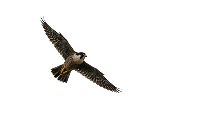 Fototapeta premium Majestic Peregrine Falcon in Flight Isolated on White Background Raptor Bird of Prey