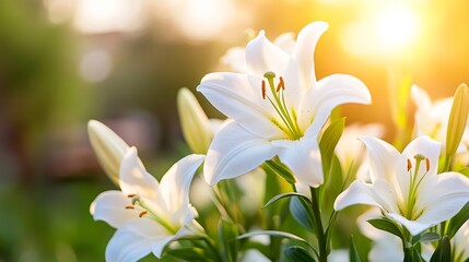 Obraz premium Delicate white lilies blooming in the garden at sunset