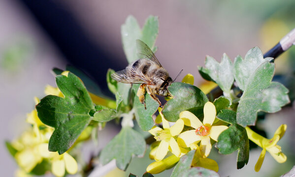 Bees on blooming yoshta, krondal.
