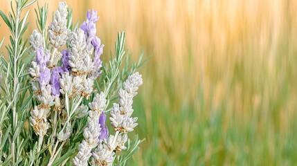Naklejka premium Lavender Flowers and Golden Wheat Field
