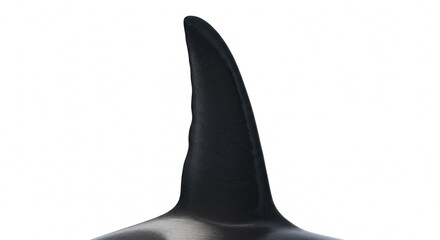 Fototapeta premium Close up of Orca Dorsal Fin Oceanic Mammal Wildlife Black and White