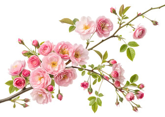 white  rose arrangement on creeping tree branches, isolated on white