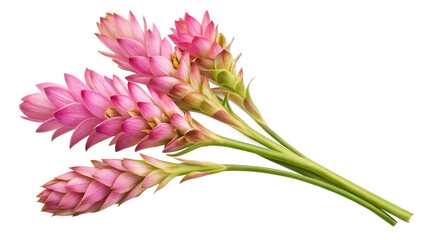 Fototapeta premium A bundle of exotic pink turmeric flower twigs isolated on a white background