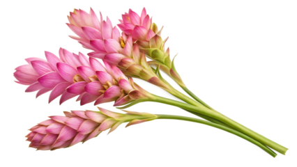 A bundle of exotic pink turmeric flower twigs isolated on a white background
