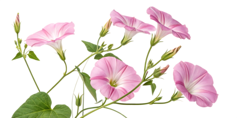 Morning glory with pink flowers isolated on white background