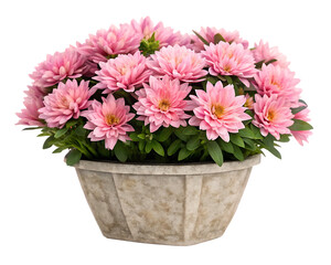 Pink flowers elegantly displayed in a stone pot, isolated on a white background.