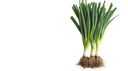 green onion isolated on white background