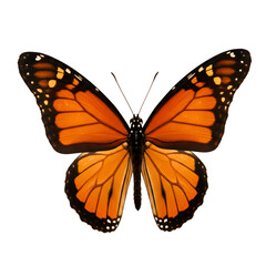 Obraz premium Vibrant Orange Monarch Butterfly Isolated Black Background Detailed Wings Nature Insect art macro