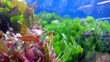 flowers in the water