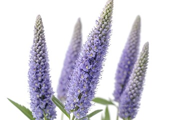Fototapeta premium Blue pansy flower isolated on white background. Close-up.