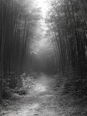 Naklejka premium Bamboo Forest Path