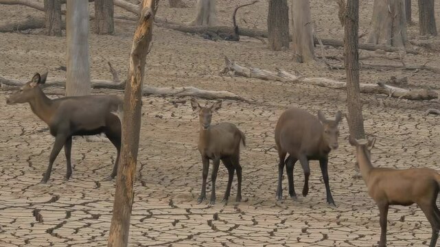A group of deer wander through a barren, cracked forest floor searching for water, depicting wildlife struggles due to drought and habitat loss.