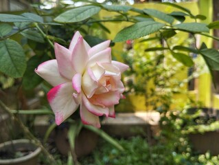Close up of white pink rose flower blossom in outdoor garden 