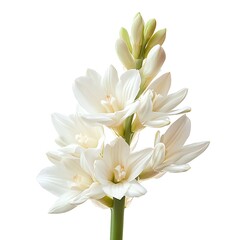Bouquet of gladiolus on a white background. Isolated.