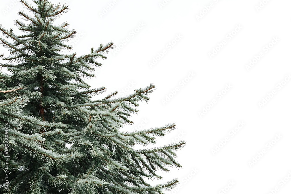 Poster fir tree isolated on white background. clipping path included.