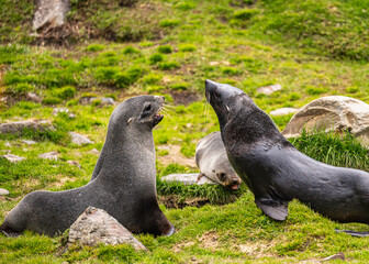 Obraz premium Fur seals photographed in Grytviken South Georgia