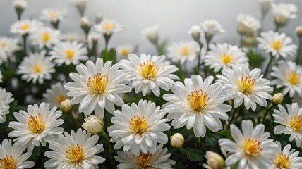 Fototapeta premium A soft and elegant background featuring delicate white flowers, perfect for nature, wedding, and romantic themes.