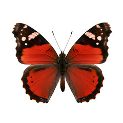 Red Admiral Butterfly Wings Isolated Black Background Detailed Insect art macro fauna nature animal