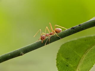 Weaver ants or Oecophylla are walking on a tree trunk