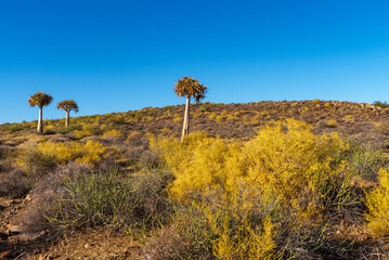 Quiver tree or kokerboom (Aloidendron dichotomum, prev. Aloe dichotoma). Gannabos, near...