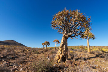 Quiver tree or kokerboom (Aloidendron dichotomum, prev. Aloe dichotoma). Gannabos, near...