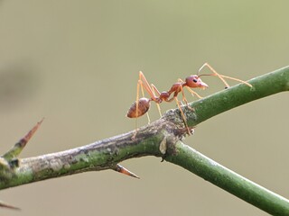 Weaver ants or Oecophylla are walking on a tree trunk