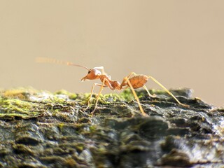 Weaver ants or Oecophylla are walking on a tree trunk