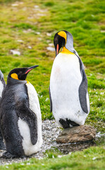 Fototapeta premium King Penguins Photographed in Grytviken South Georgia
