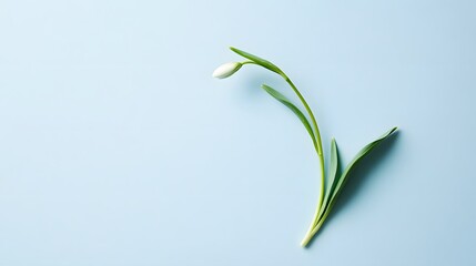 A delicate white flower with green leaves on a blue background