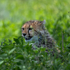 cheetah cub in serengeti national park