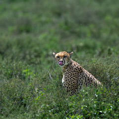cheetah in serengeti national park