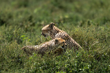 cheetah mum and her cub