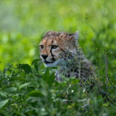 cheetah cub in serengeti national park