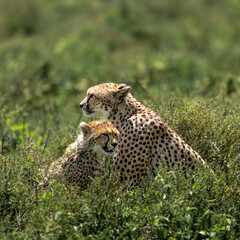 cheetah mum and her cub
