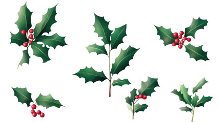 christmas holly leaves isolated on white background