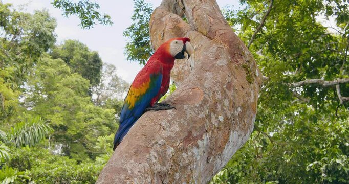 A vivid Scarlet Macaw rests on a tree trunk panting in Peru&rsquo;s rainforest, seen from an immersive perspective.