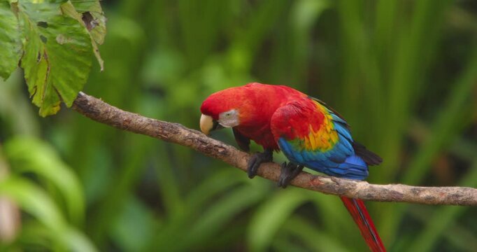 Strikingly Vivid Scarlet macaw sits in Morning light on a branch and jumps down to fly away into the Peru Rain forest