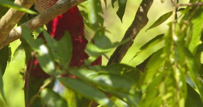 Tight Closeup of Green Winged Macaw as it turns on the Branch showing its brilliant wings through the foliage in the Amazon rain forest