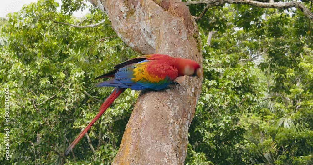 Poster pov shot of scarlet macaw sitting on the tree trunk preening and cleaning its feathers with beak in 