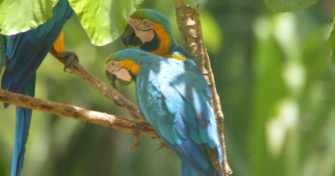 Blue and Yellow Macaw climbs up with help of its beak to Join its flock in the rain forest canopy on sunny morning